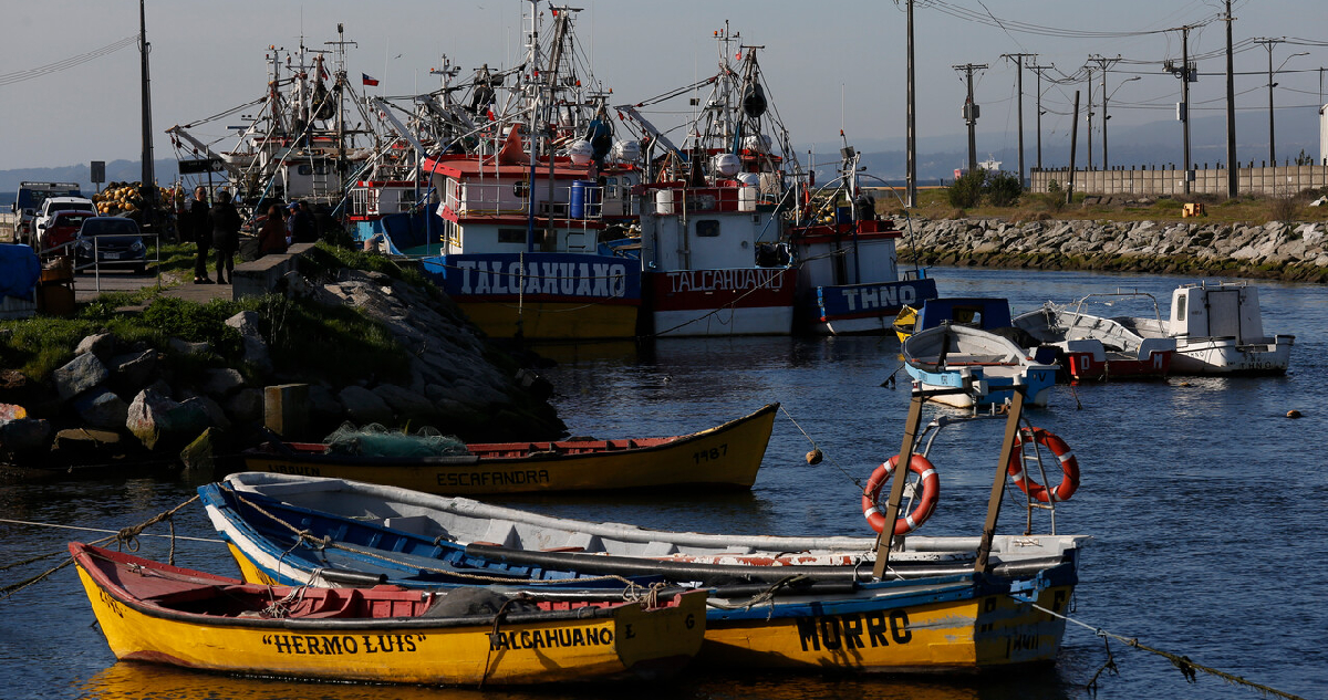 Tras caída en precios de jibia: piden reabrir debate de pesca de arrastre y artesanales prenden alerta