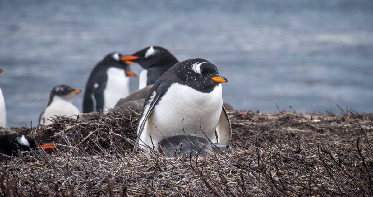 Fotos de pingüino papúa