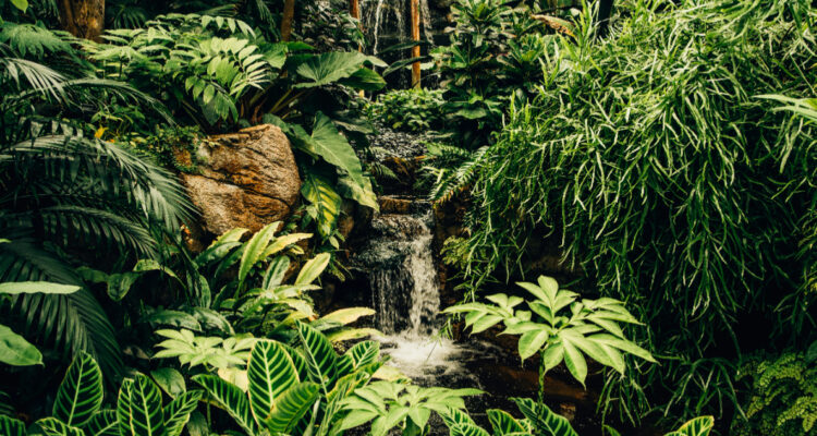 Foto de plantas