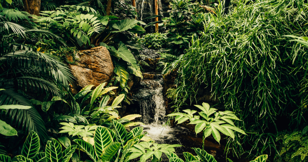 Foto de plantas