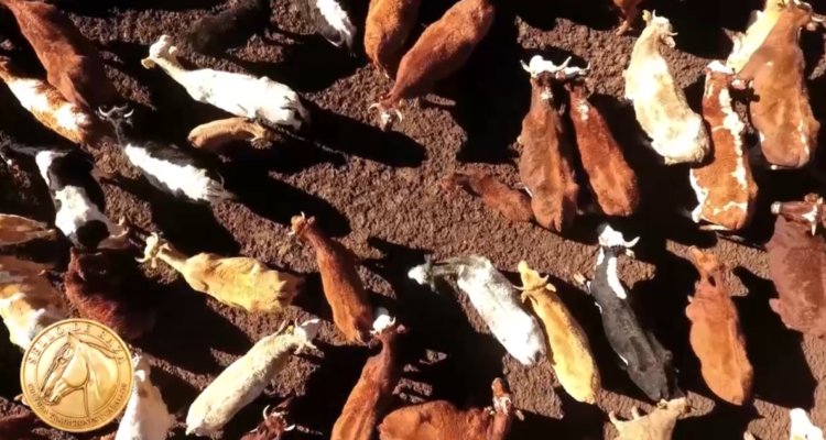 Los Arrieros del Río Colorado