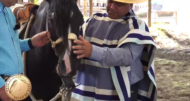 Criadero Altas Delicias: preparación del caballo chileno
