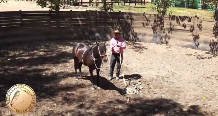 La amansa racional del caballo chileno: confianza y técnica
