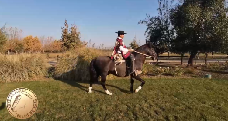 Criadero Aguas Claras de Huelquén: caballos chilenos y tradición en Paine