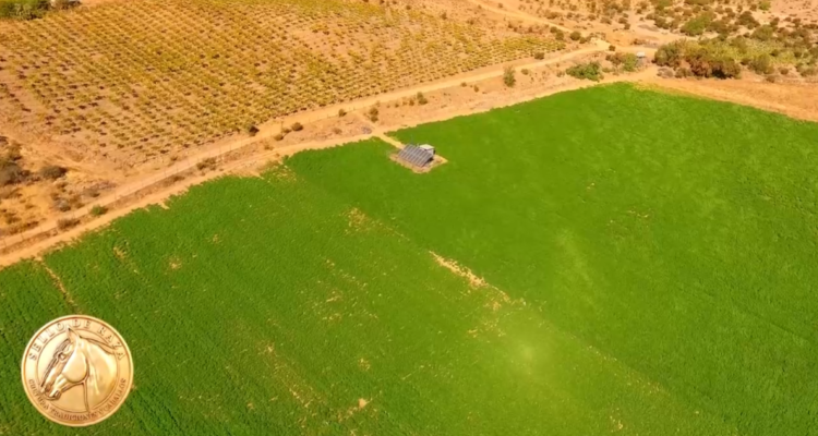 Riego por goteo enterrado en Punitaqui: tecnología agrícola con Netafim