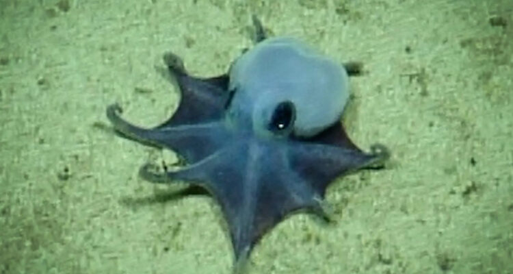 Foto del pequeño pulpo azul descubierto en Galápagos