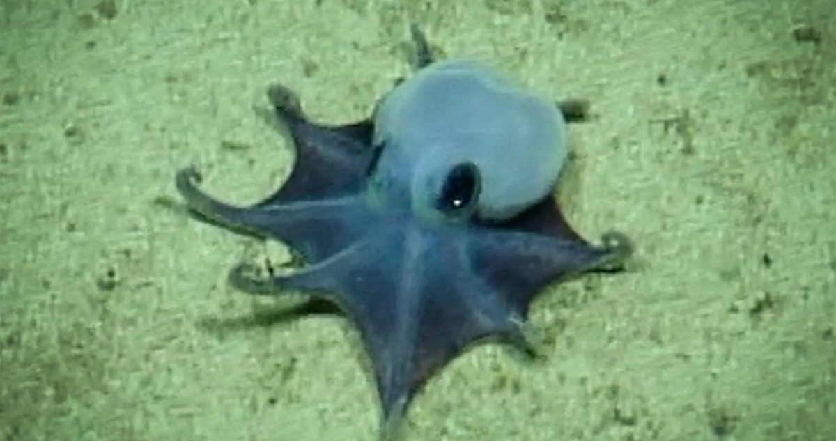 Foto del pequeño pulpo azul descubierto en Galápagos
