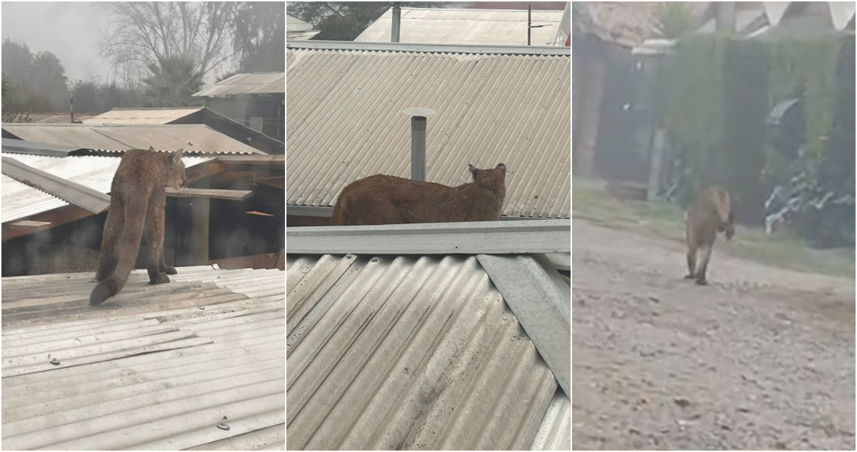 “Abrí la cortina y veo al puma caminando”: felino sorprende a vecinos de Hospital