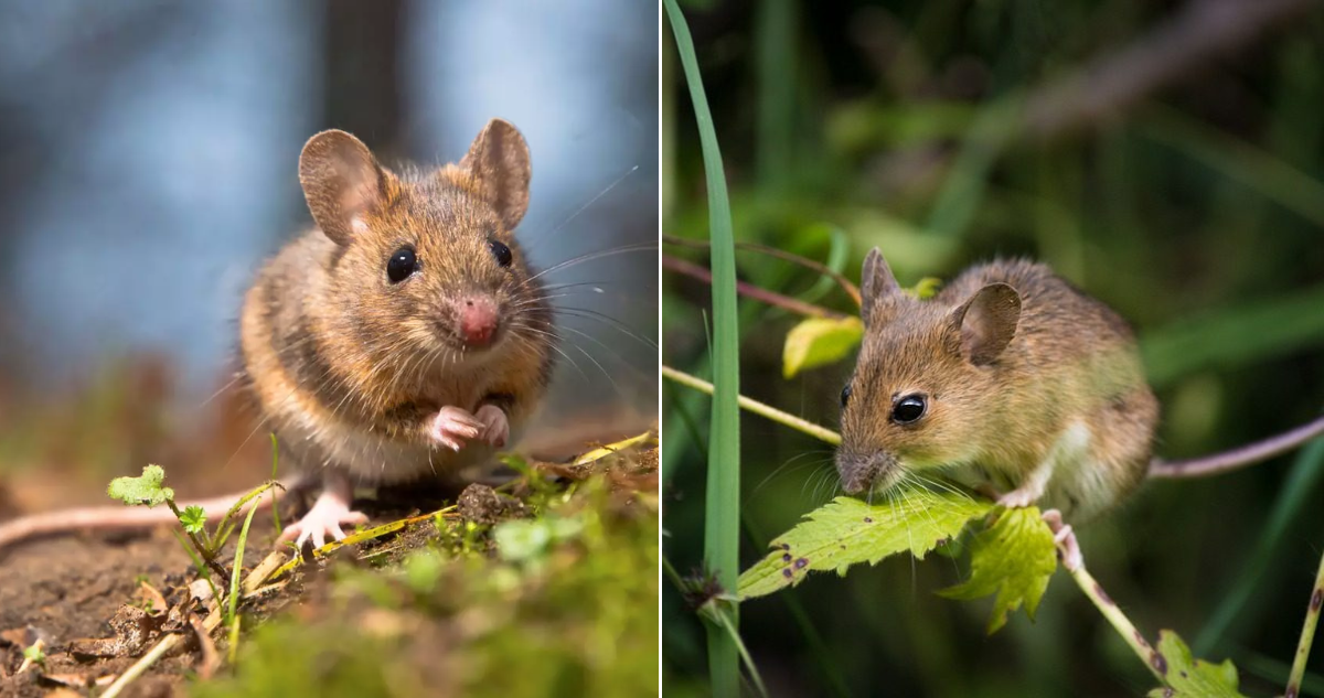 Cómo reconocer al ratón de cola larga, especie que transmite la peligrosa cepa Andes del hantavirus