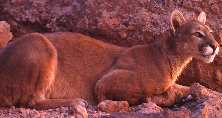 Refugio animal halla puma muerta cerca de San José de Maipo: acusa que fue baleada con perdigones