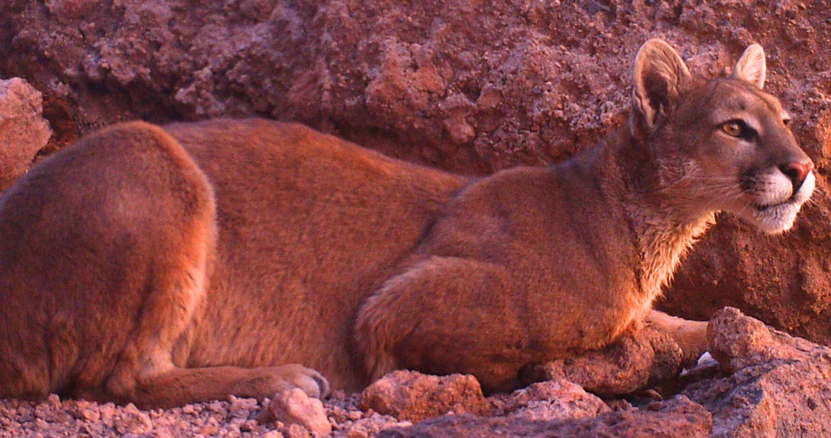 Refugio animal halla puma muerta cerca de San José de Maipo: acusa que fue baleada con perdigones