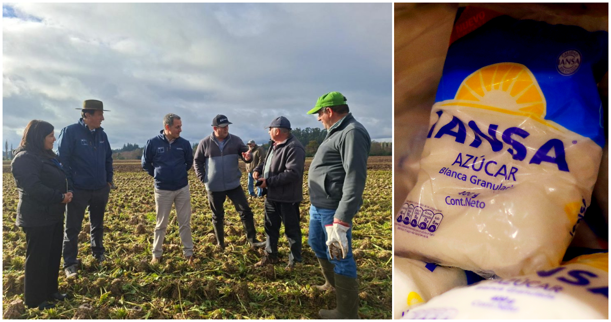 “Es lamentable”: Gobierno evalúa impacto ante fin de compra de remolacha en Chile por parte de Iansa
