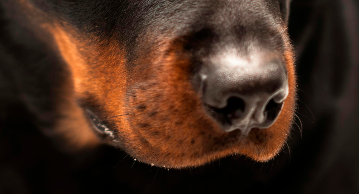 Rotweiller | Pexels