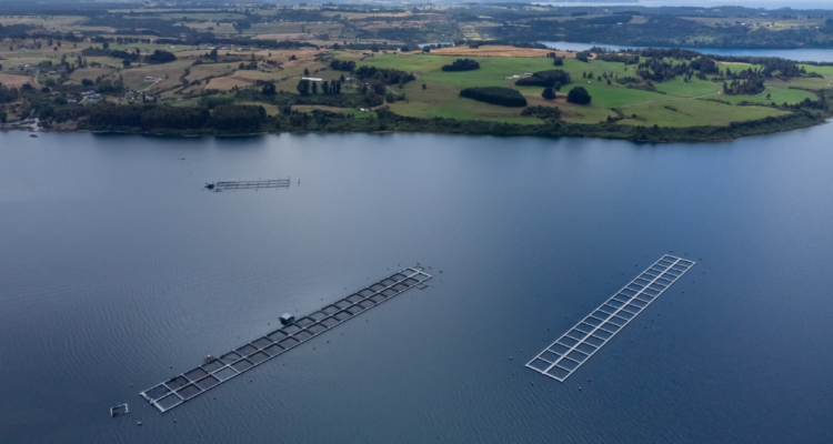 Industria salmonera a favor de salir de parques nacionales y lagos, pero apuntan a ordenamiento