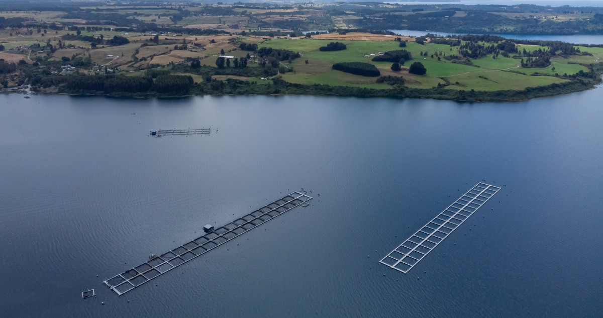 Industria salmonera a favor de salir de parques nacionales y lagos, pero apuntan a ordenamiento