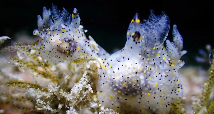 dos ejemplares de la nueva especie descubierta