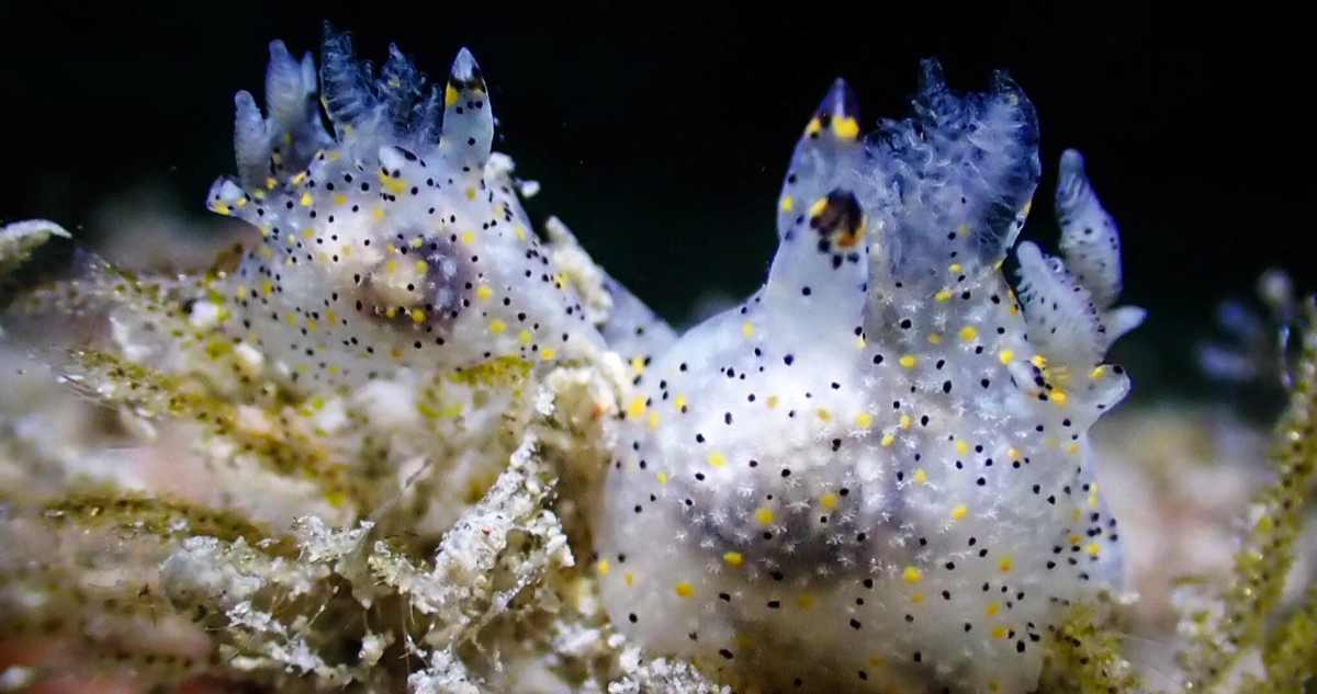 dos ejemplares de la nueva especie descubierta