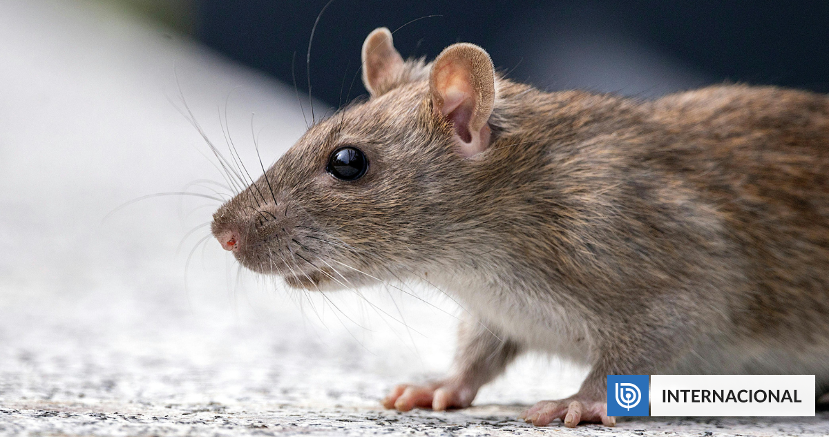 La Organización Mundial de la Salud (OMS) reporta 3 muertes por hantavirus en crucero en el Atlántico