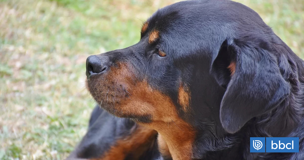 Libertad para dueña de perros Rottweiler que atacaron a hombre de 82 años en Laguna Verde