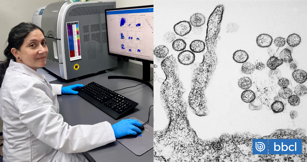 La vacuna chilena para el hantavirus que no ha podido ver la luz por falta de financiamiento