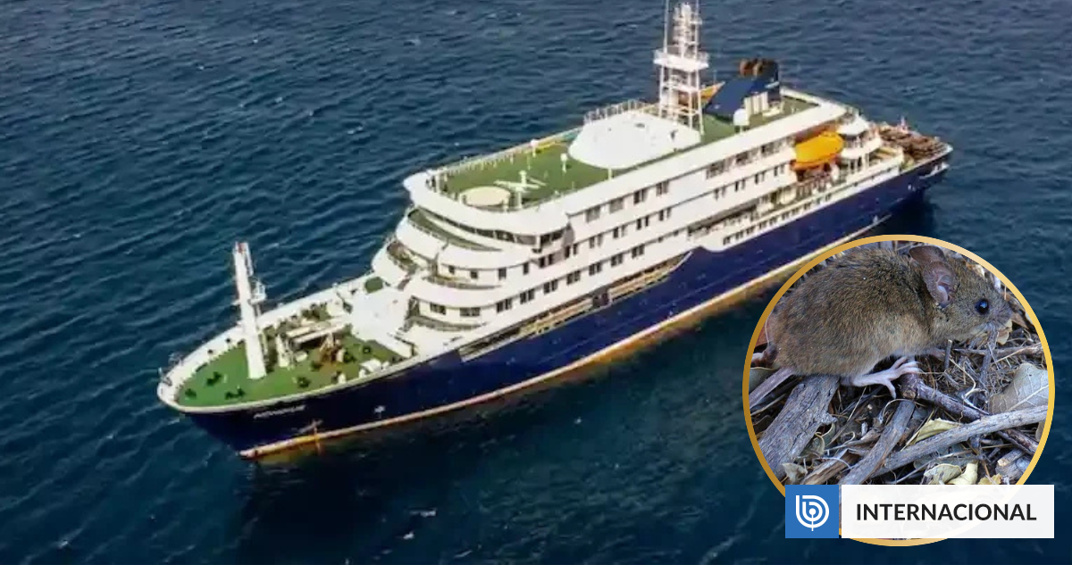 Argentina investiga si pareja muerta en el MV Hondius contrajo hantavirus en ese país, Chile o Uruguay