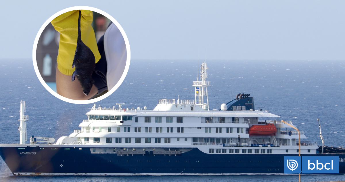 Virus Hanta: los síntomas del fatal brote que apareció en crucero que salió desde Argentina