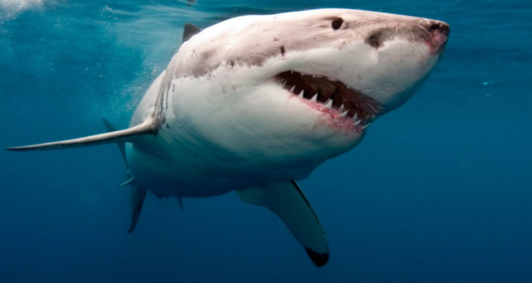 Hombre muere tras ser atacado por tiburón blanco de cuatro metros en Australia