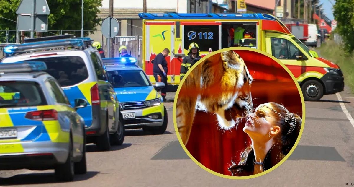 Tigre de 280 kilos muere abatido en intenso operativo tras escapar y atacar a adulto mayor en Alemania