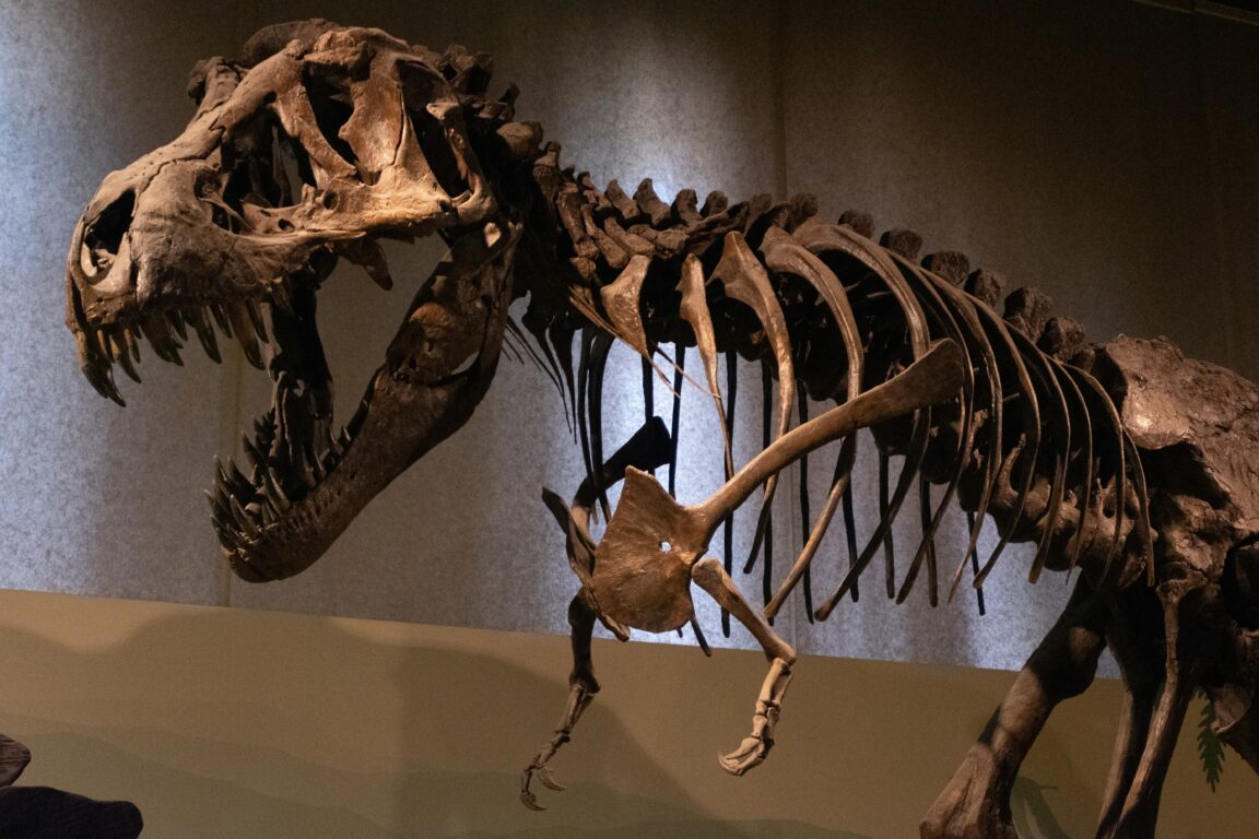 Esqueleto de Tiranosaurio rex
