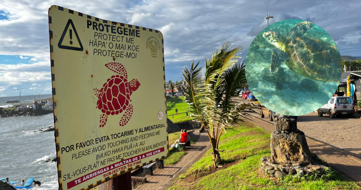 Muerte de 5 tortugas en lo que va del año genera preocupación en Rapa Nui