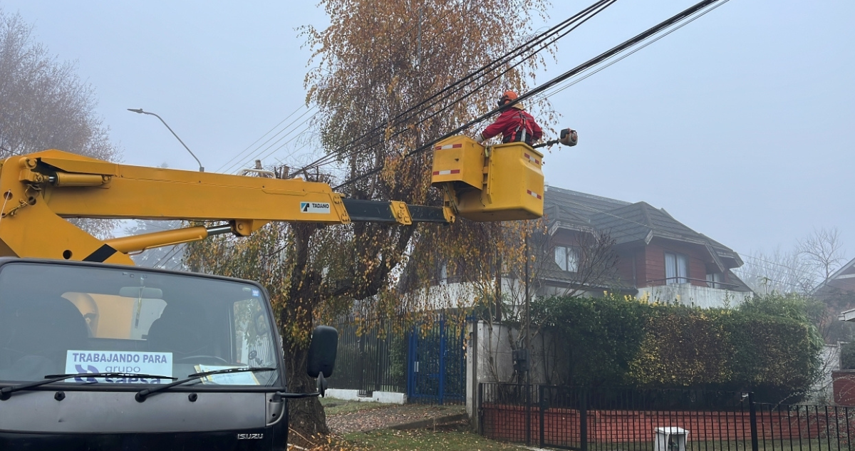Saesa anuncia más de mil intervenciones en árboles de Valdivia para despeje de red eléctrica