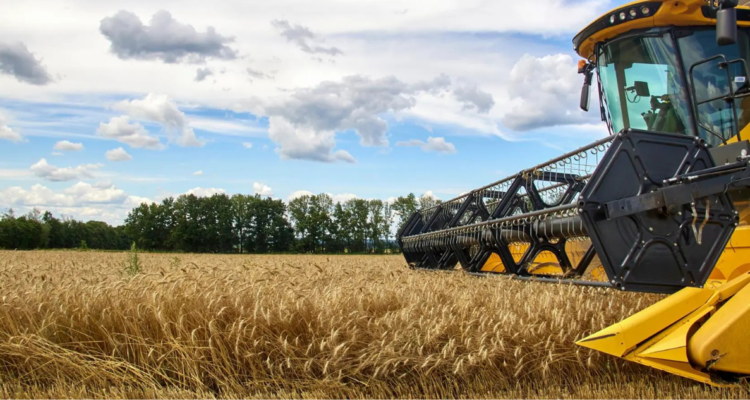 Cosecha de cereal un campo de la región ucraniana de Járkov en julio de 2022