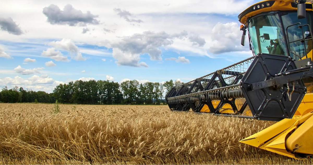Cosecha de cereal un campo de la región ucraniana de Járkov en julio de 2022