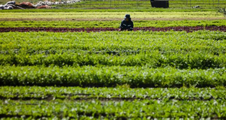 Agricultura