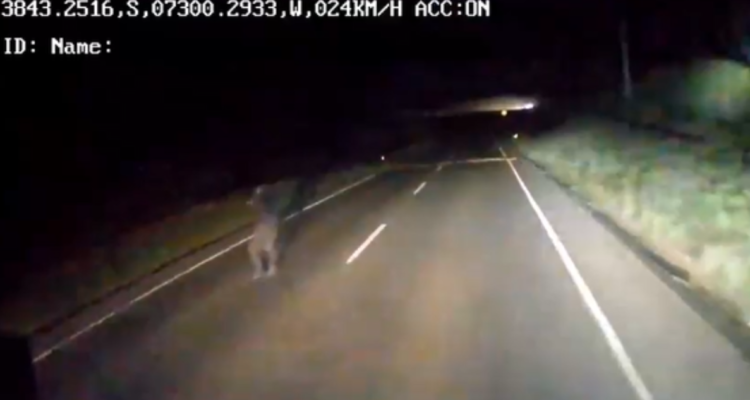 Video muestra presunto intento de emboscada a camión en camino rural de La Araucanía