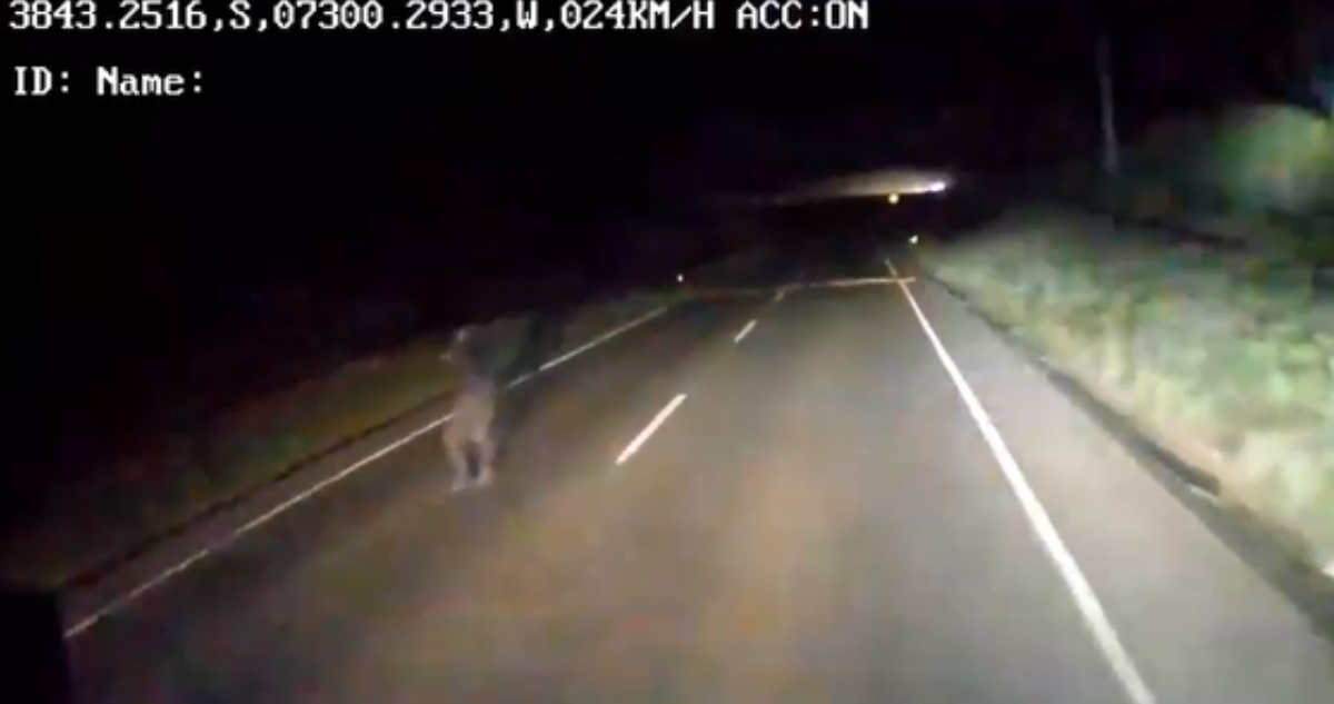 Video muestra presunto intento de emboscada a camión en camino rural de La Araucanía