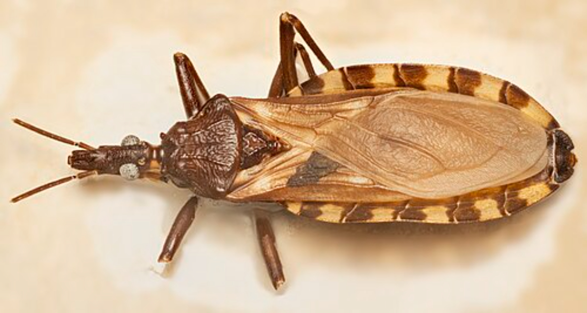 Vinchuca hematófaga o Triatoma infestans 