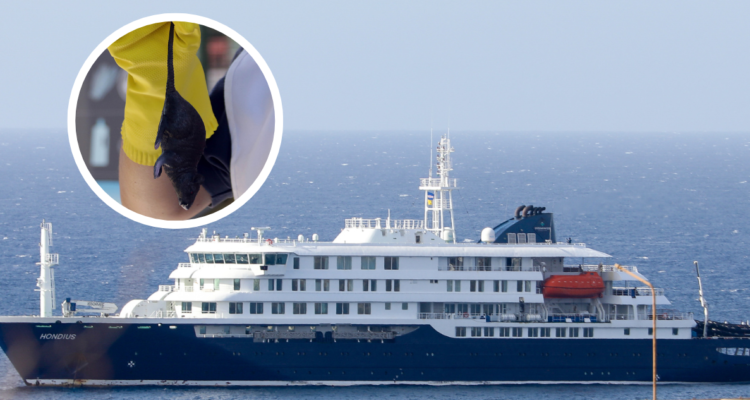 Virus hanta: los síntomas del brote que apareció en crucero argentino y dejó 3 fallecidos