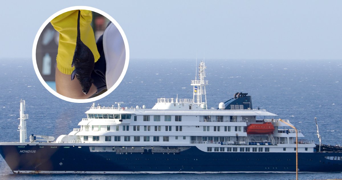 Virus hanta: los síntomas del brote que apareció en crucero argentino y dejó 3 fallecidos