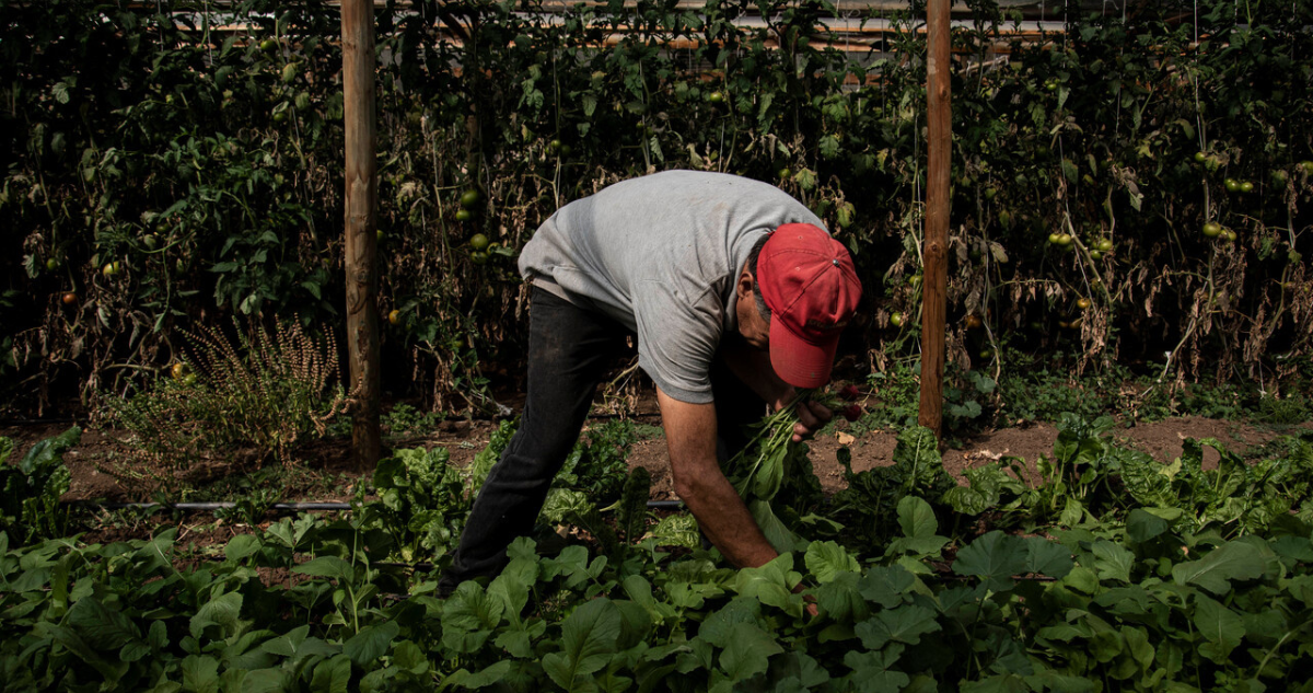 Abren postulaciones a créditos agrícolas con garantía estatal para productores de Los Lagos