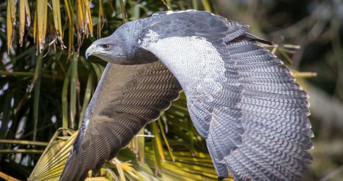Cillian, el águila azul chilena