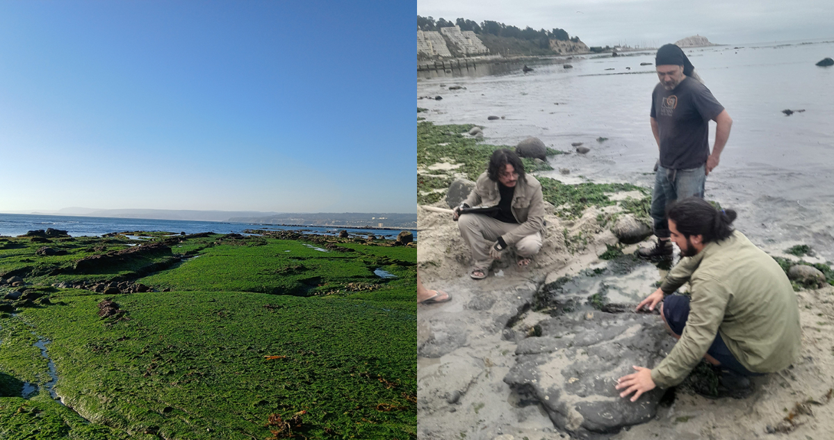 Fotos de la búsqueda de fósiles en Algarrobo
