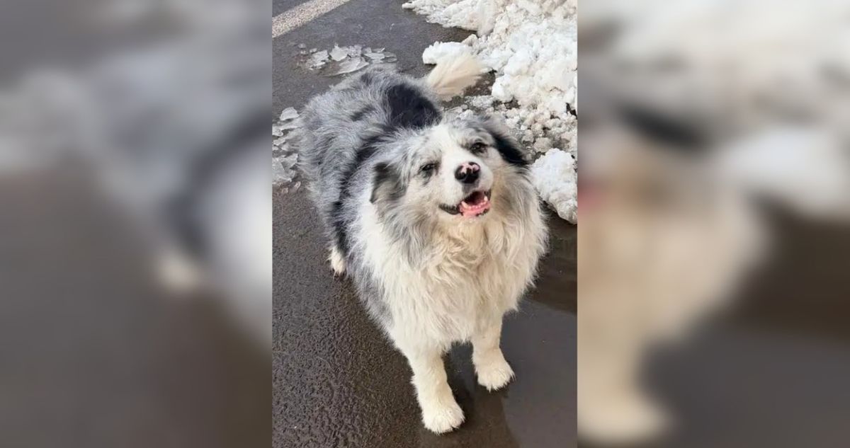Perrito que conquistó China habría terminado servido como plato en restaurante por 24 mil pesos