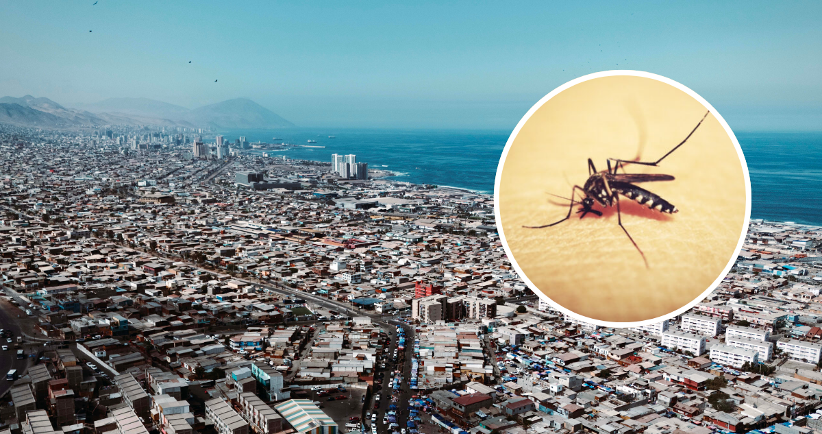 Antofagasta en alerta sanitaria tras detección de 10 focos del mosquito vector del Dengue