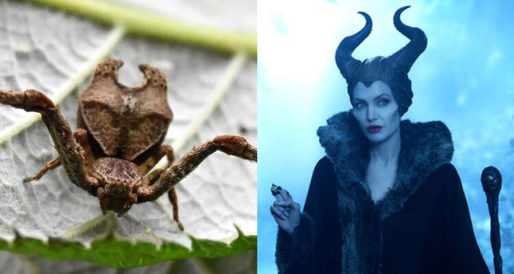 Foto de la araña nombrada en honor a Angelina Jolie