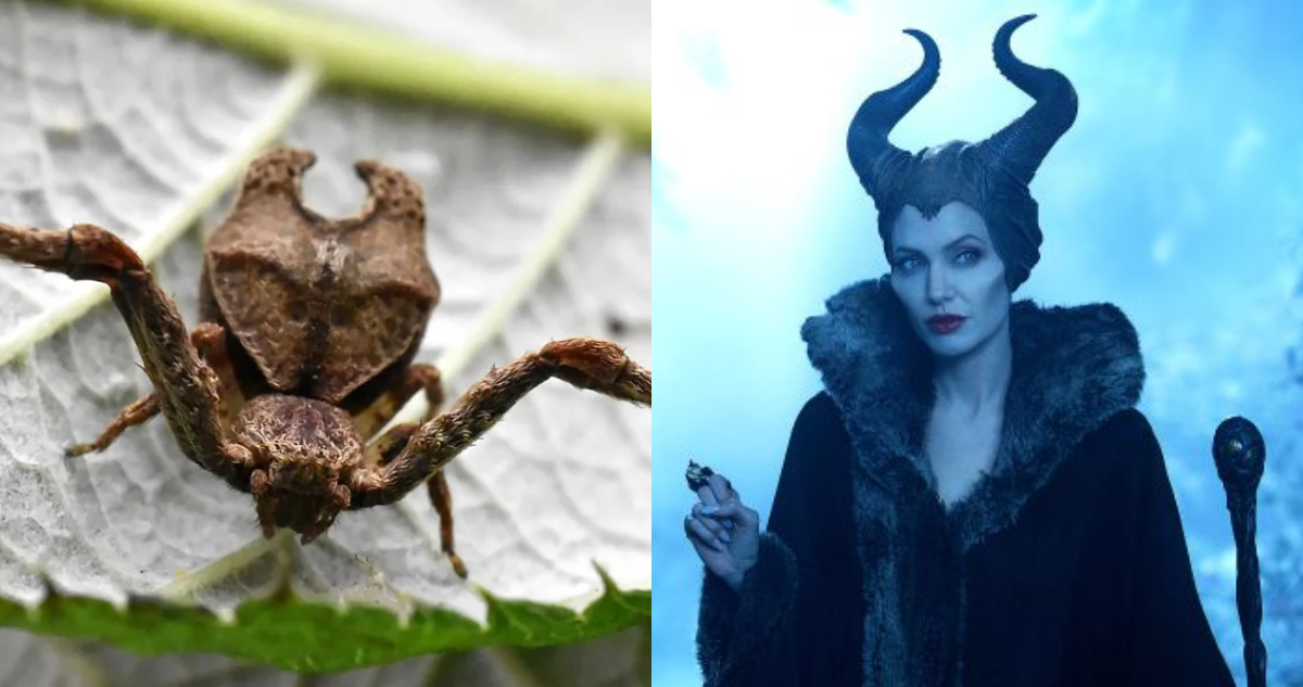 Foto de la araña nombrada en honor a Angelina Jolie