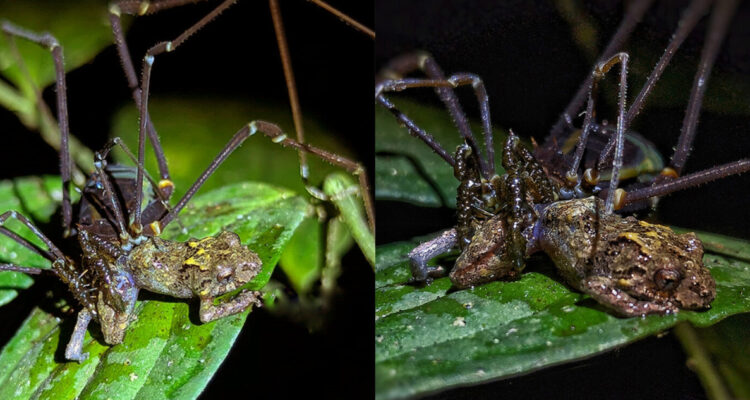 Foto de arañas patonas comiendo ranas