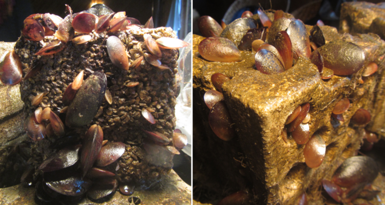 Proyecto crea arrecifes con residuos de mitilicultura para restaurar ecosistemas marinos en Los Lagos