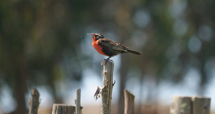 https://media.biobiochile.cl/wp-content/uploads/2026/06/bosque-750x400.png
