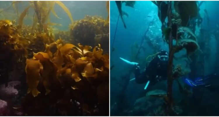 Exploran bosques submarinos de algas gigantes en la Patagonia chilena: menos del 1% está protegido